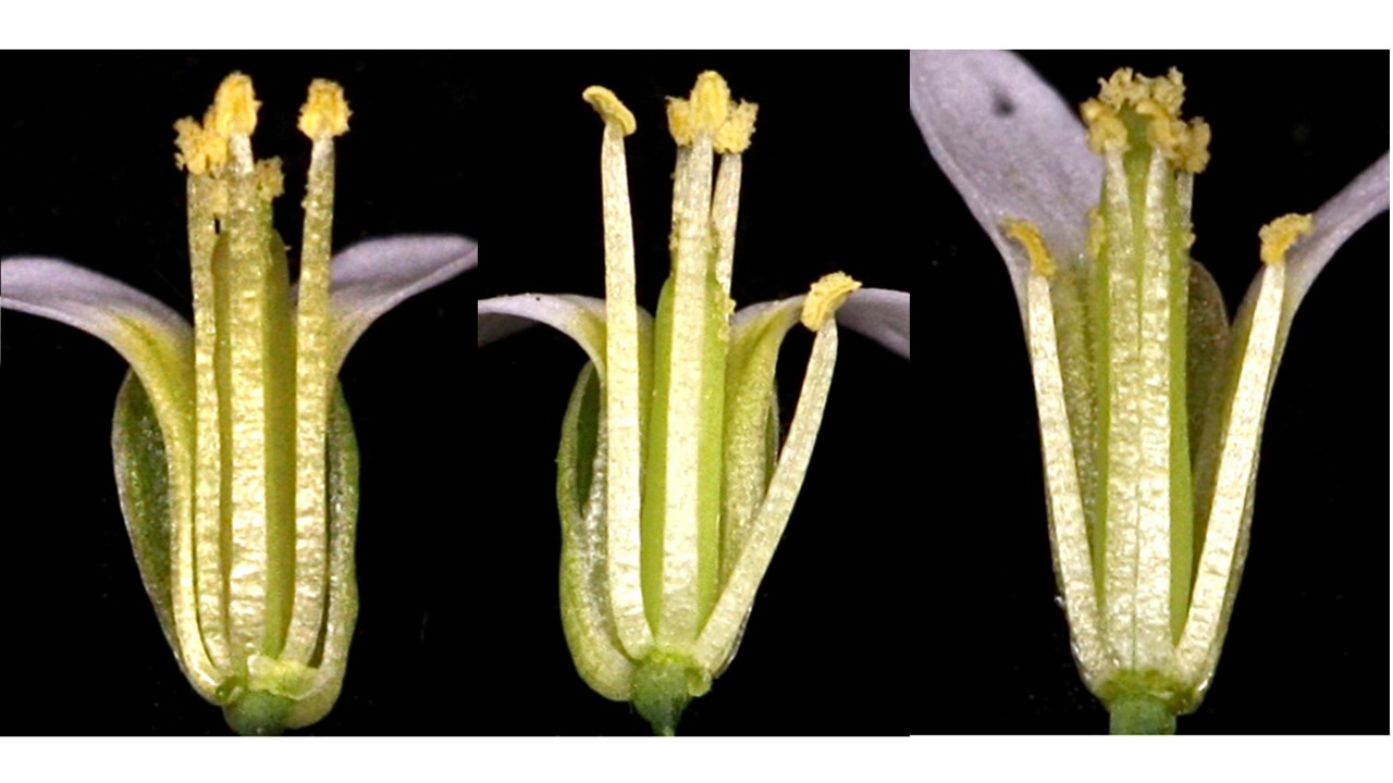 image of short stamens; credit to Frances Whalen
